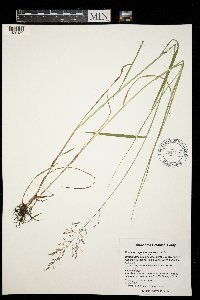Agrostis gigantea image
