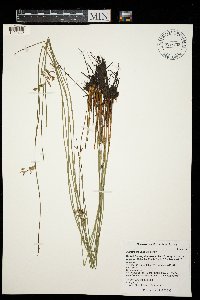 Juncus arcticus var. balticus image
