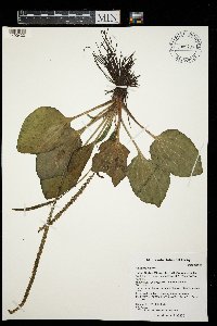 Plantago major image