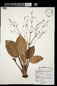 Alisma triviale image