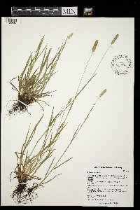 Phleum pratense image