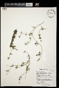 Ranunculus aquatilis image