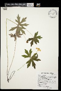 Anemone canadense image