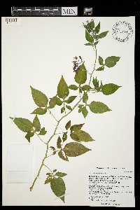 Solanum dulcamara image