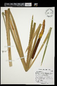Typha x glauca image