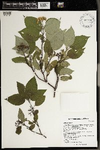 Cornus sericea image