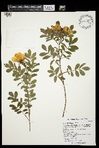 Rosa arkansana image