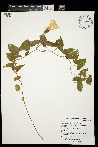 Calystegia sepium image