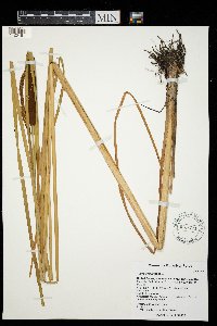 Typha angustifolia image