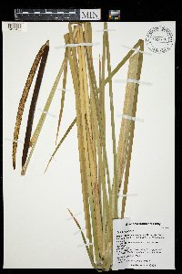 Typha angustifolia image