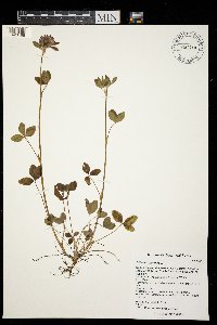 Trifolium pratense image