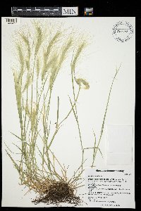 Hordeum jubatum image