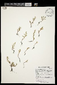 Polygonum aviculare image