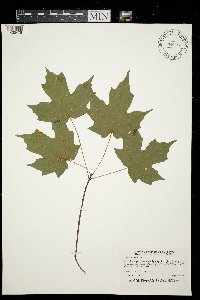 Acer saccharum image