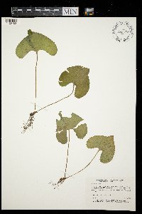 Viola sororia image