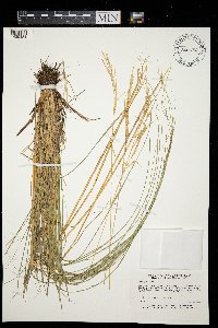 Hesperostipa spartea image