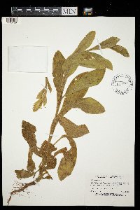 Verbascum thapsus image