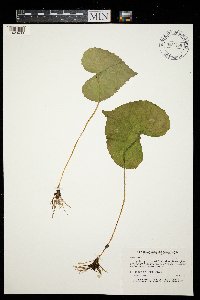 Viola sororia image