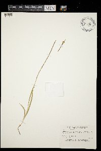 Triantha glutinosa image