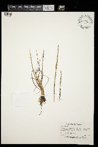Triglochin maritima image