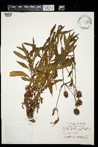 Media resource of Silene latifolia