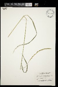 Elymus repens image