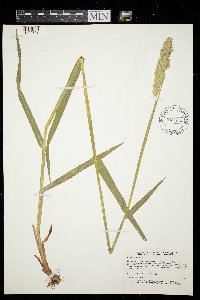 Dactylis glomerata image