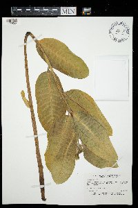 Asclepias speciosa image