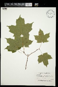 Acer saccharum image