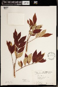 Toxicodendron vernix image