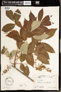 Toxicodendron vernix image