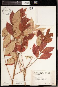 Toxicodendron vernix image