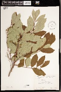 Toxicodendron vernix image