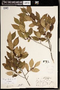 Ilex verticillata image