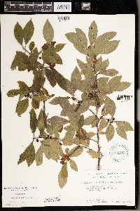 Ilex verticillata image