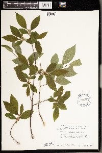 Ilex verticillata image