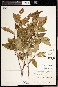 Ilex verticillata image