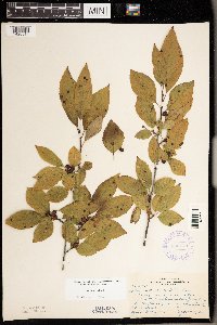 Ilex verticillata image