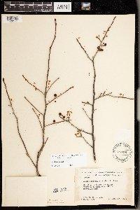 Ilex verticillata image