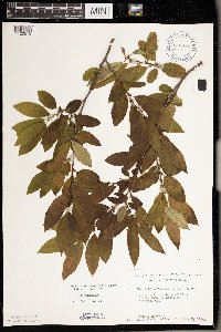 Ilex verticillata image