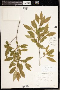 Ilex verticillata image
