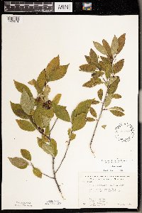Ilex verticillata image