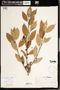 Ilex verticillata image