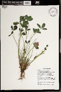 Trifolium pratense image