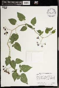 Solanum dulcamara image