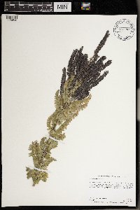 Amorpha canescens image