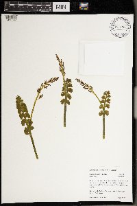 Botrychium crenulatum image