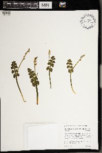 Botrychium neolunaria image