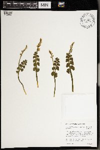 Botrychium crenulatum image