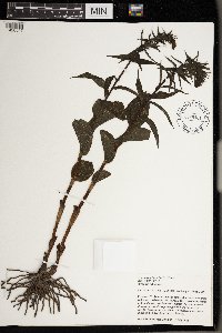 Epipactis helleborine image